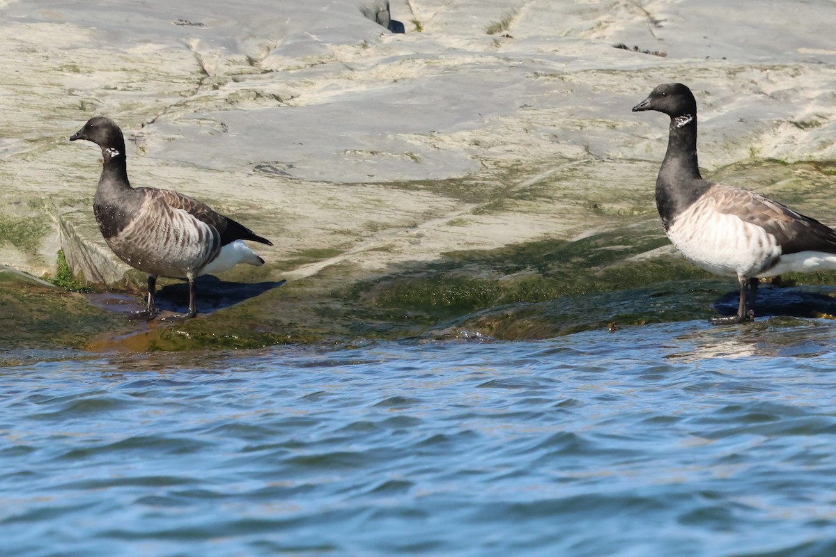 Brant - ML642838500