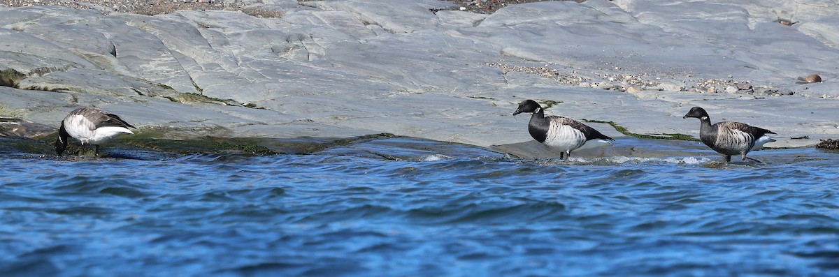 Brant - ML642838502