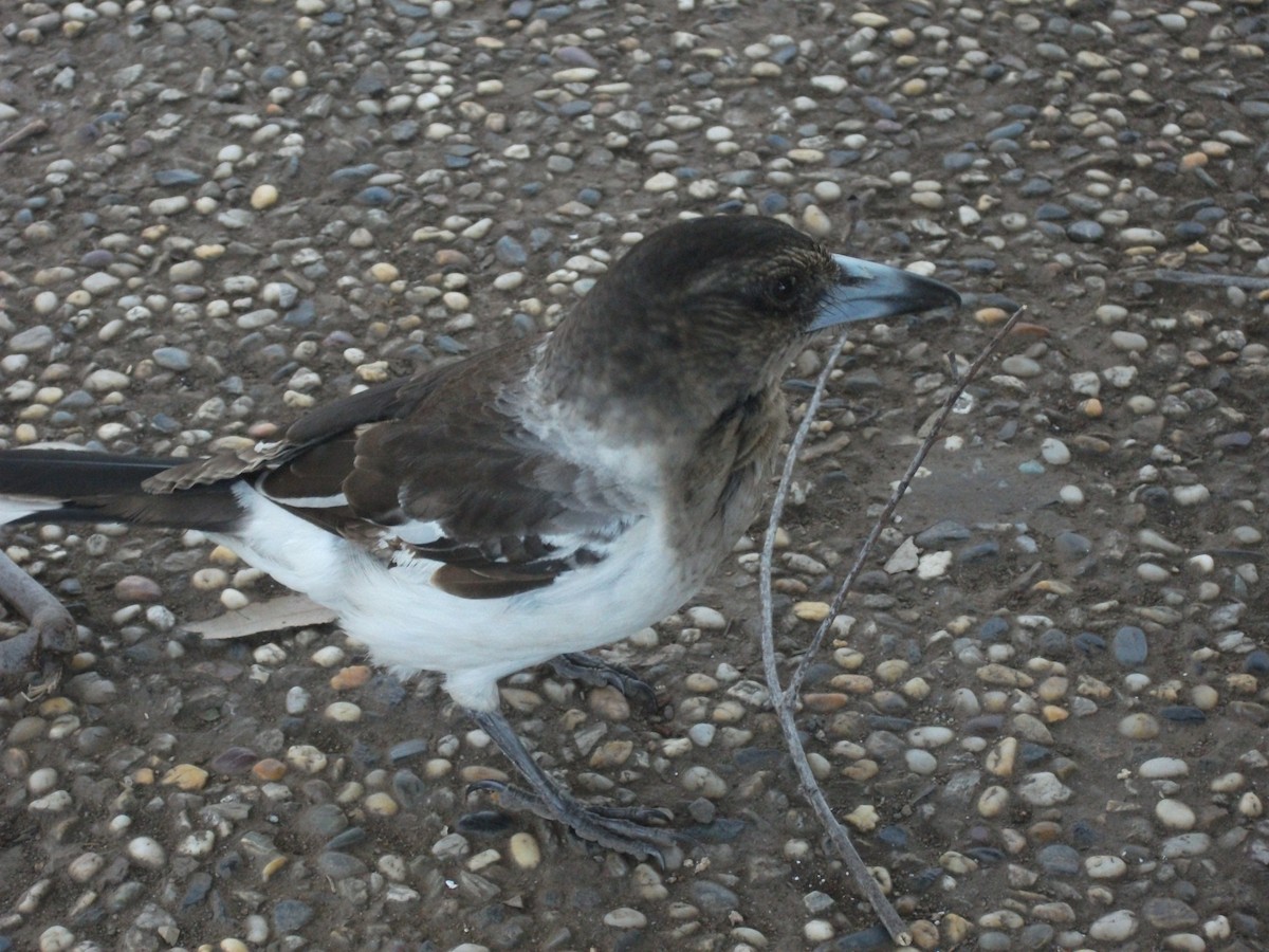 Pied Butcherbird - ML642838513