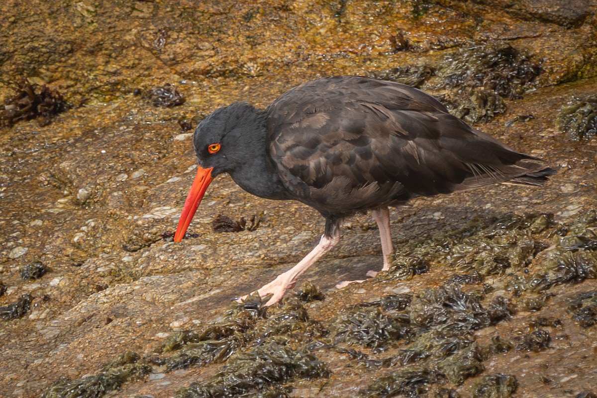Black Oystercatcher - ML642838514