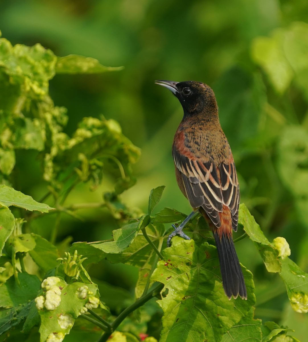 Orchard Oriole - ML642838515