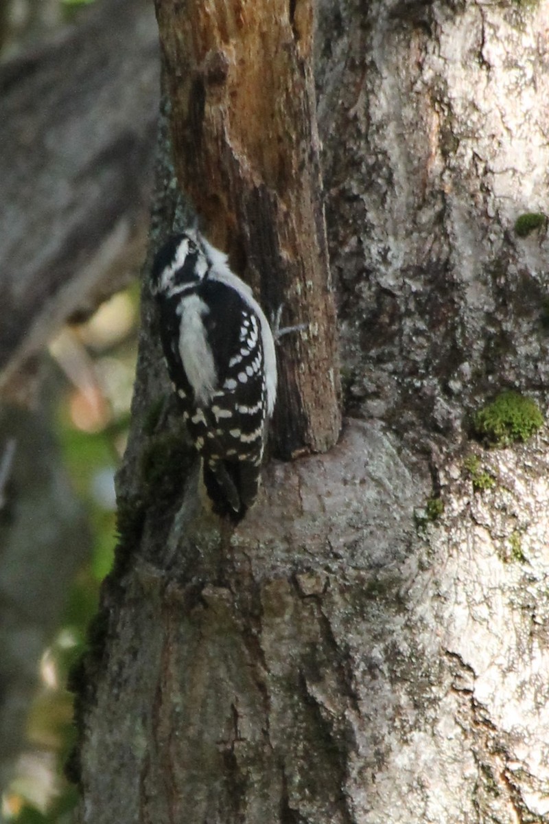 Downy Woodpecker - ML642838516