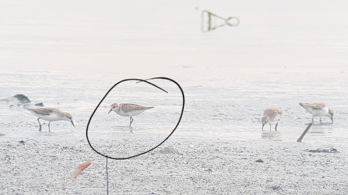 Little Stint - ML642838518