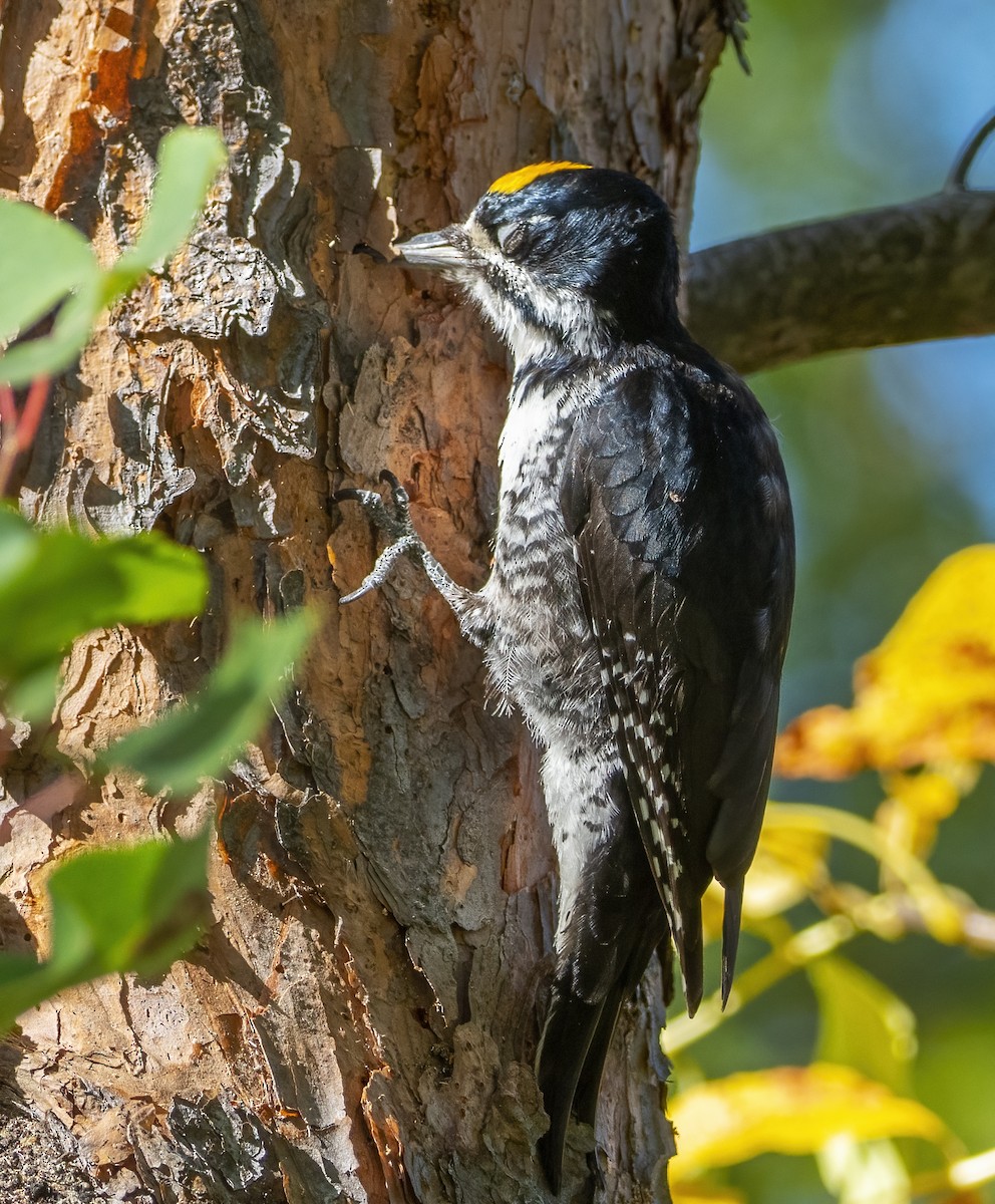 Black-backed Woodpecker - ML642838524