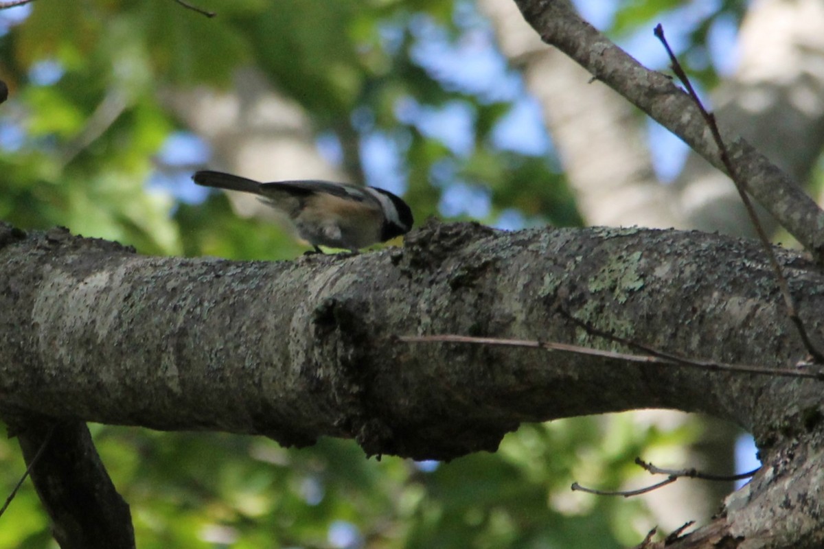 Mésange à tête noire - ML642838526