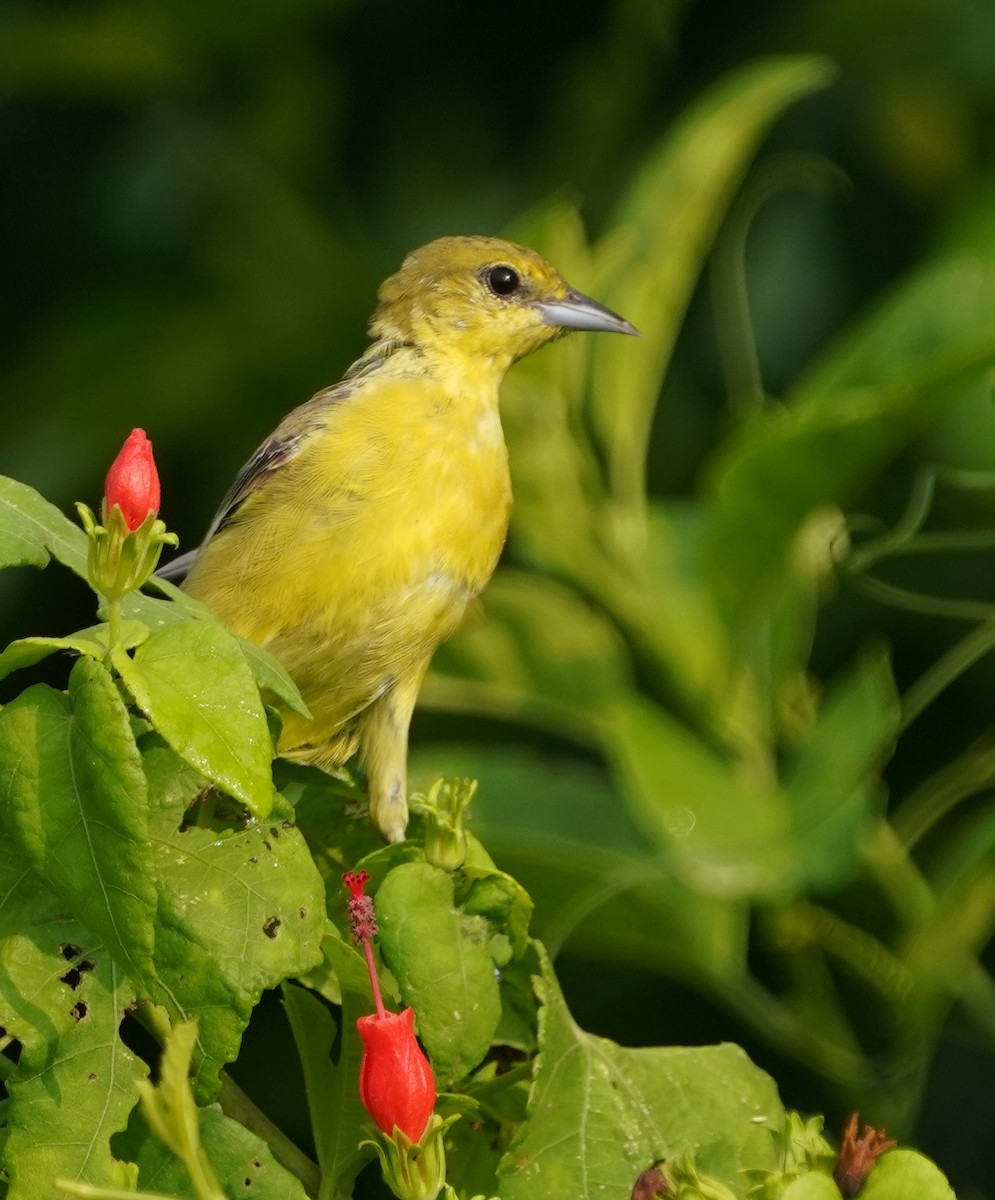 Orchard Oriole - ML642838527