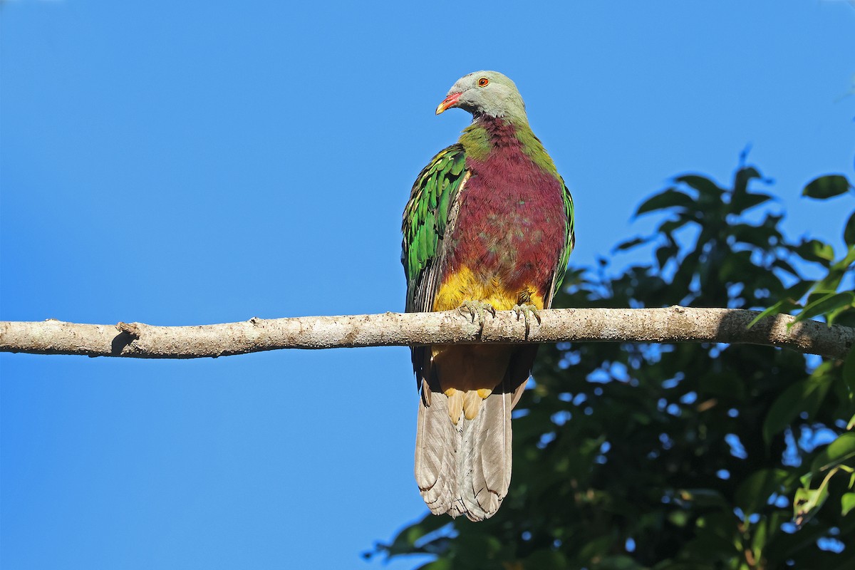 Wompoo Fruit-Dove - ML642838528