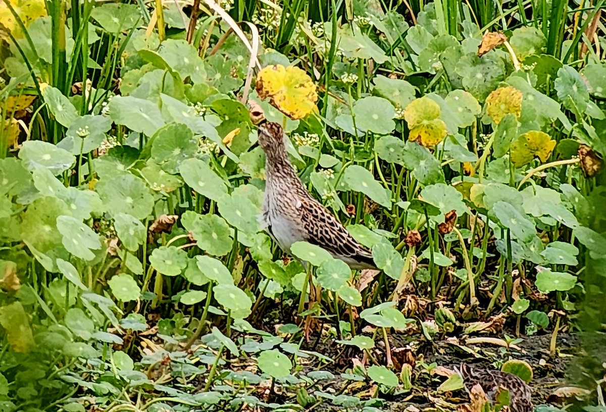 Pectoral Sandpiper - ML642838529