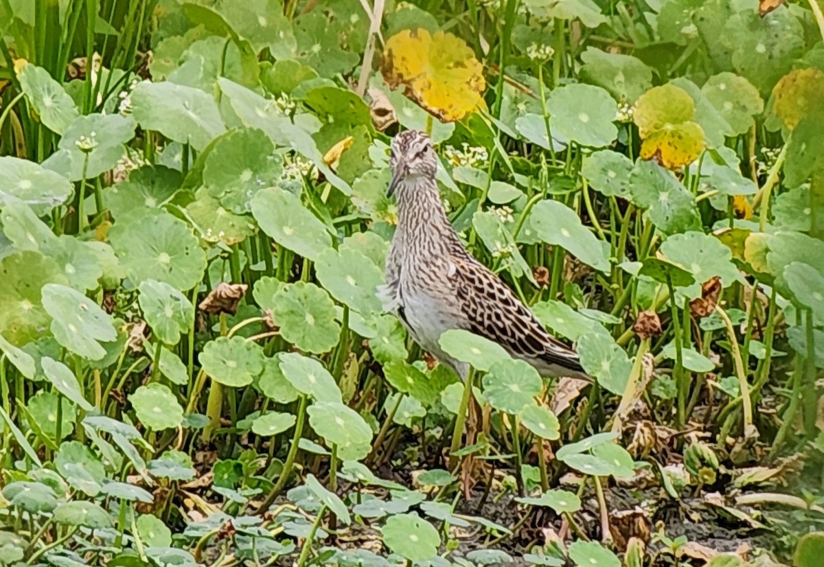 Pectoral Sandpiper - ML642838530