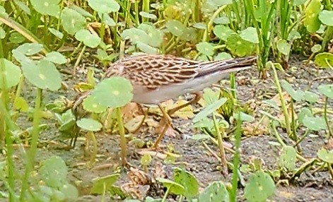 Pectoral Sandpiper - ML642838531