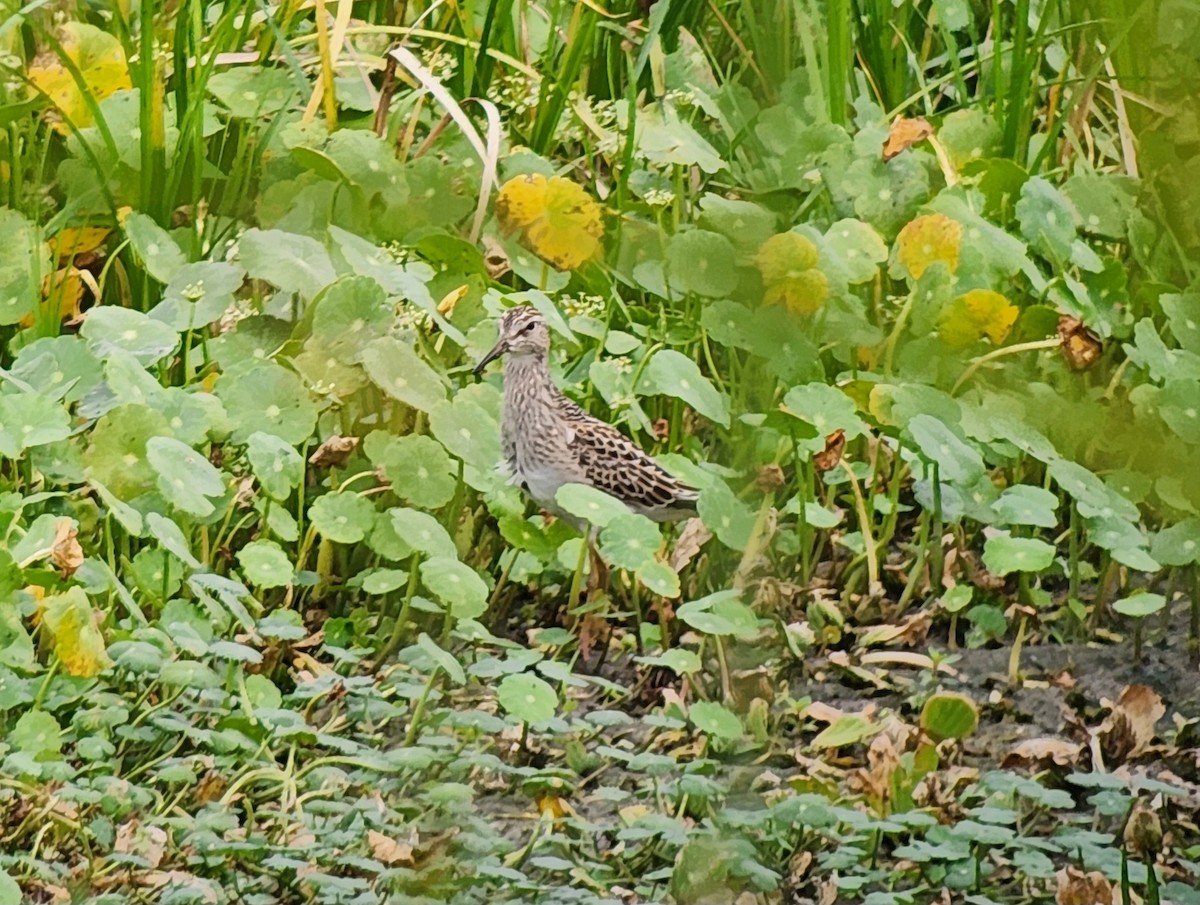 Pectoral Sandpiper - ML642838532