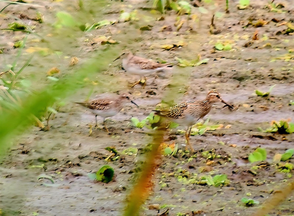 Pectoral Sandpiper - ML642838533