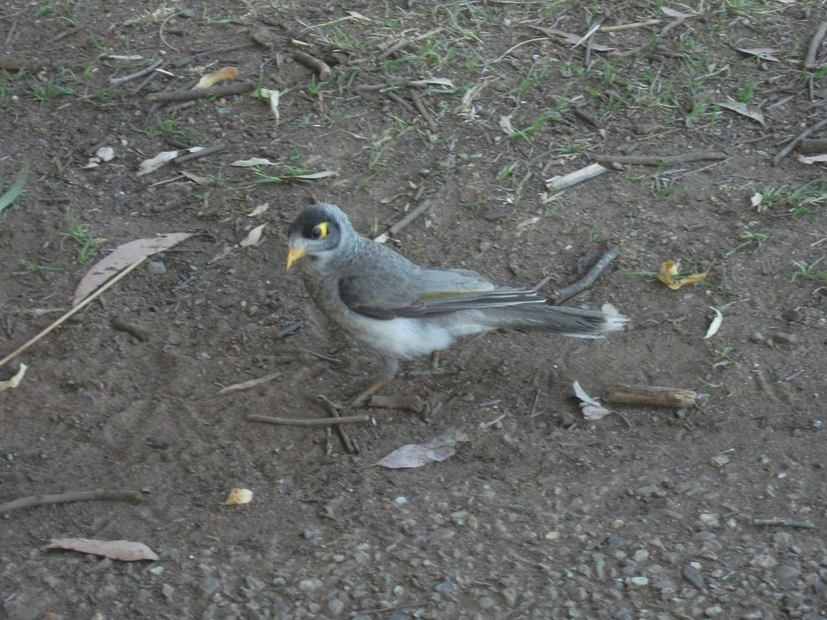 Noisy Miner - ML642838534