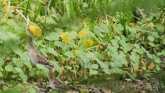 Pectoral Sandpiper - ML642838535