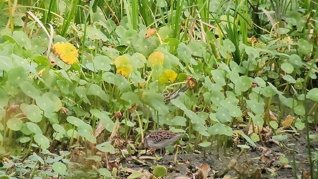 Pectoral Sandpiper - ML642838537