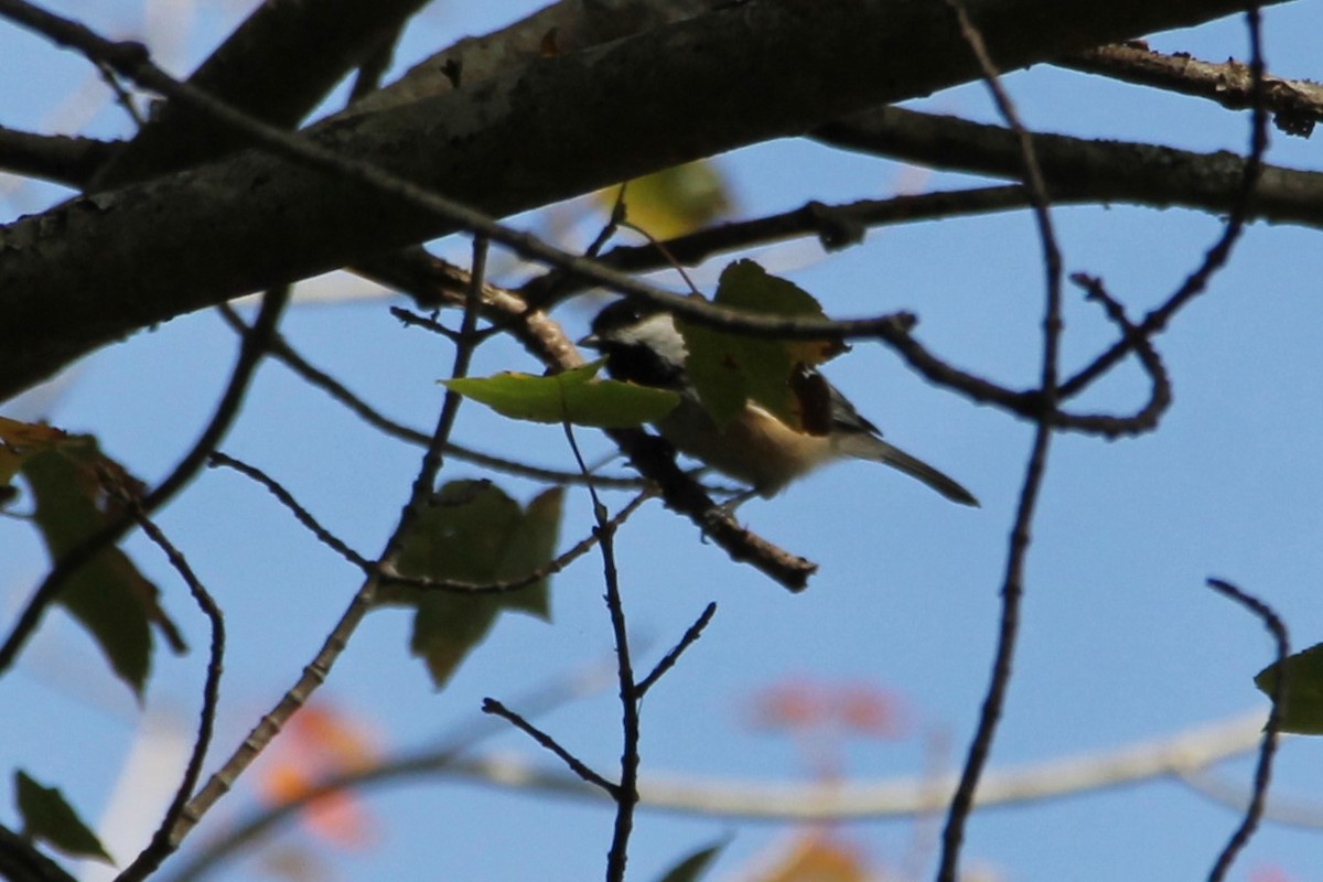 Mésange à tête noire - ML642838545