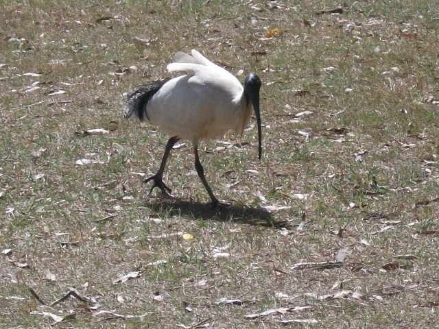 Australian Ibis - ML642838546