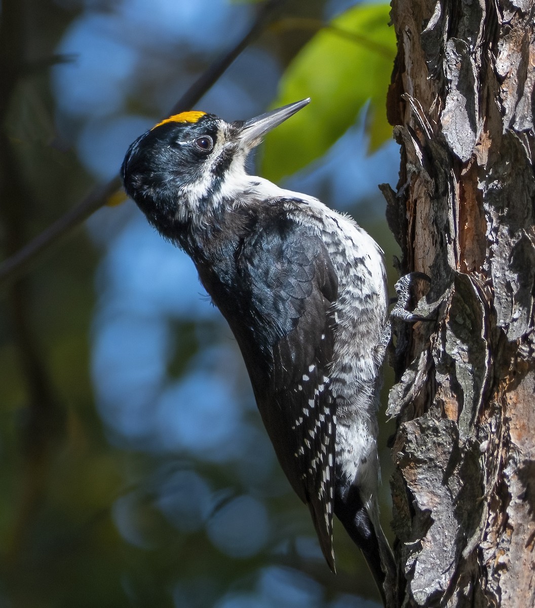 Black-backed Woodpecker - ML642838548