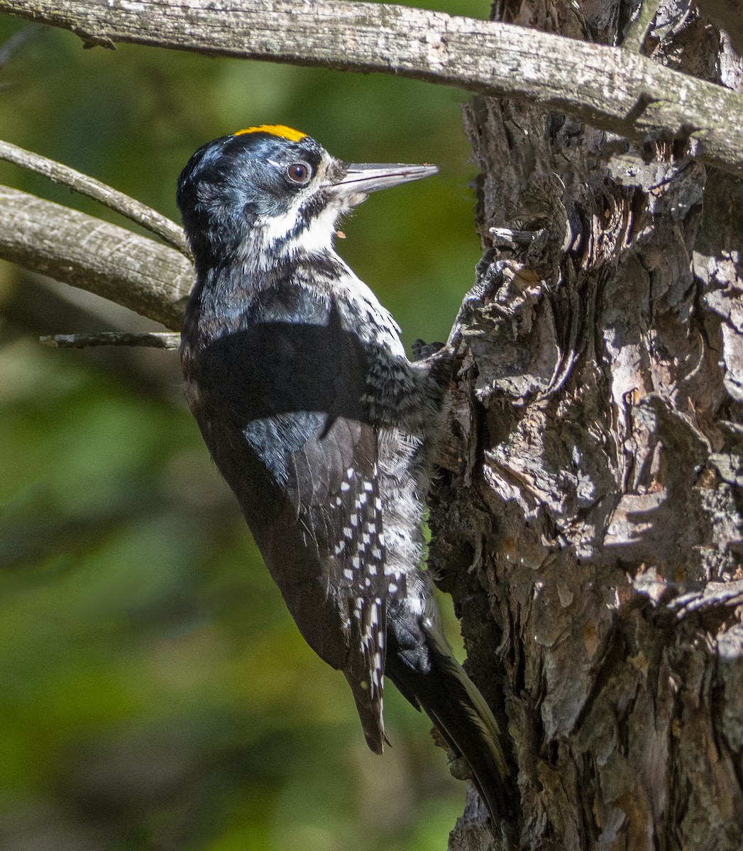 Black-backed Woodpecker - ML642838550