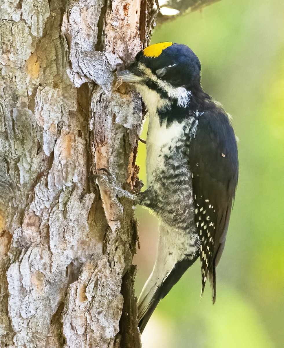 Black-backed Woodpecker - ML642838551