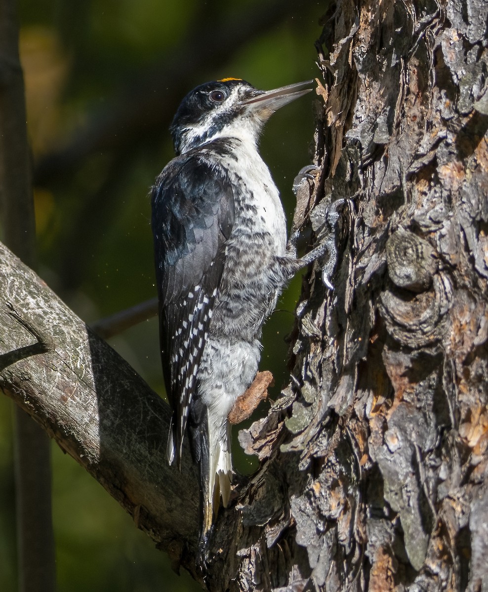 Black-backed Woodpecker - ML642838552