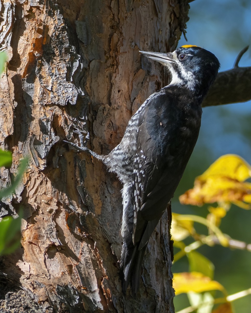 Black-backed Woodpecker - ML642838553