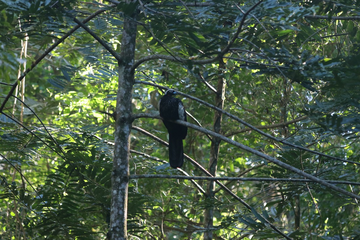 Black-fronted Piping-Guan - ML642838554