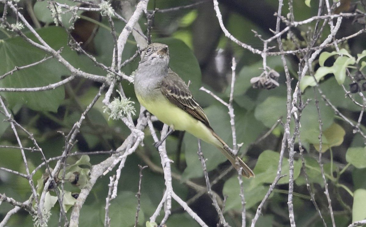 Great Crested Flycatcher - ML642838558