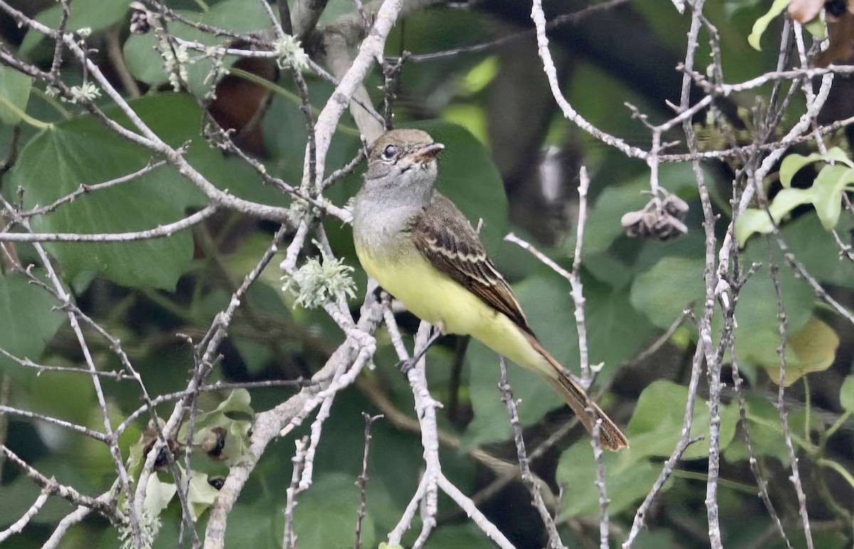 Great Crested Flycatcher - ML642838573
