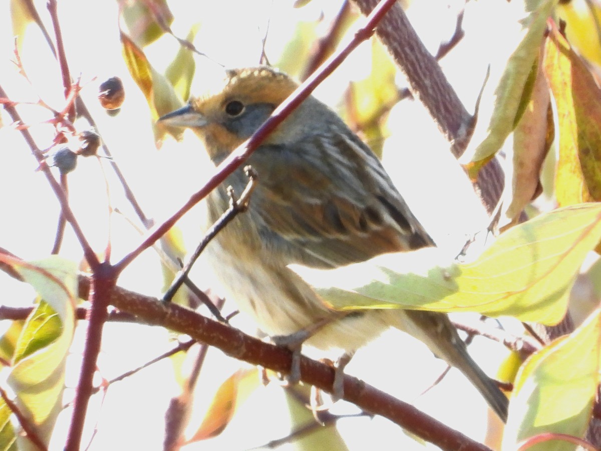 Nelson's Sparrow (Interior) - ML642838578