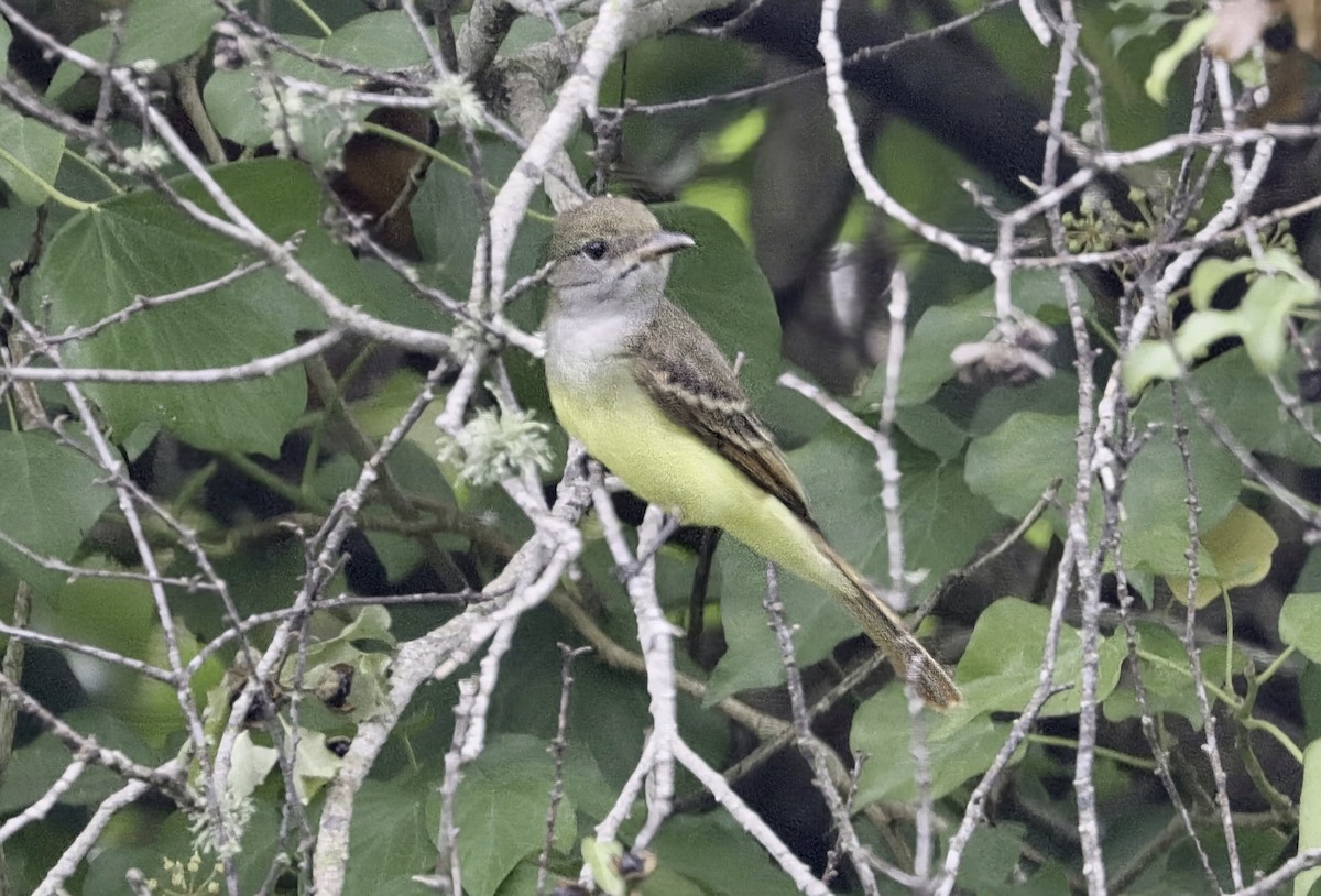 Great Crested Flycatcher - ML642838582