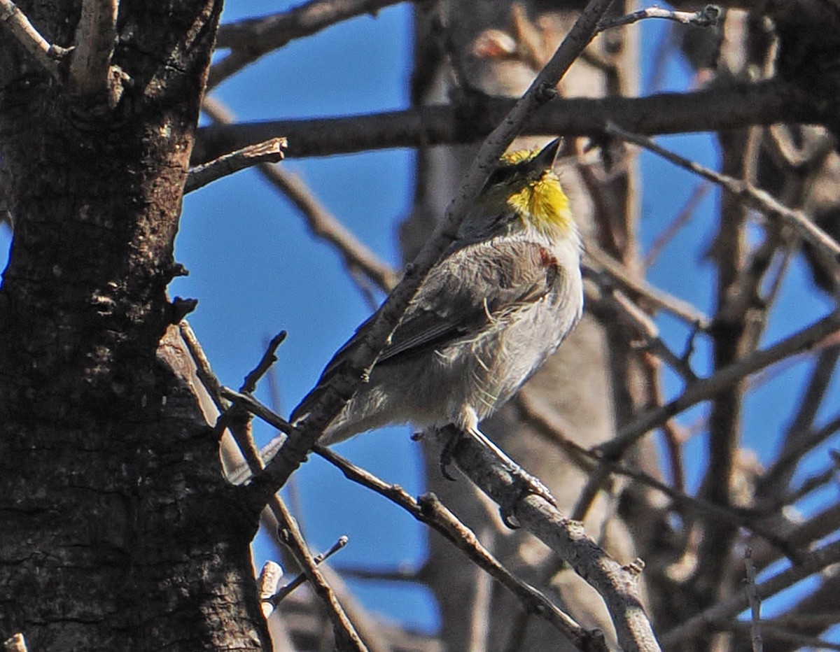 Auripare verdin - ML642838587