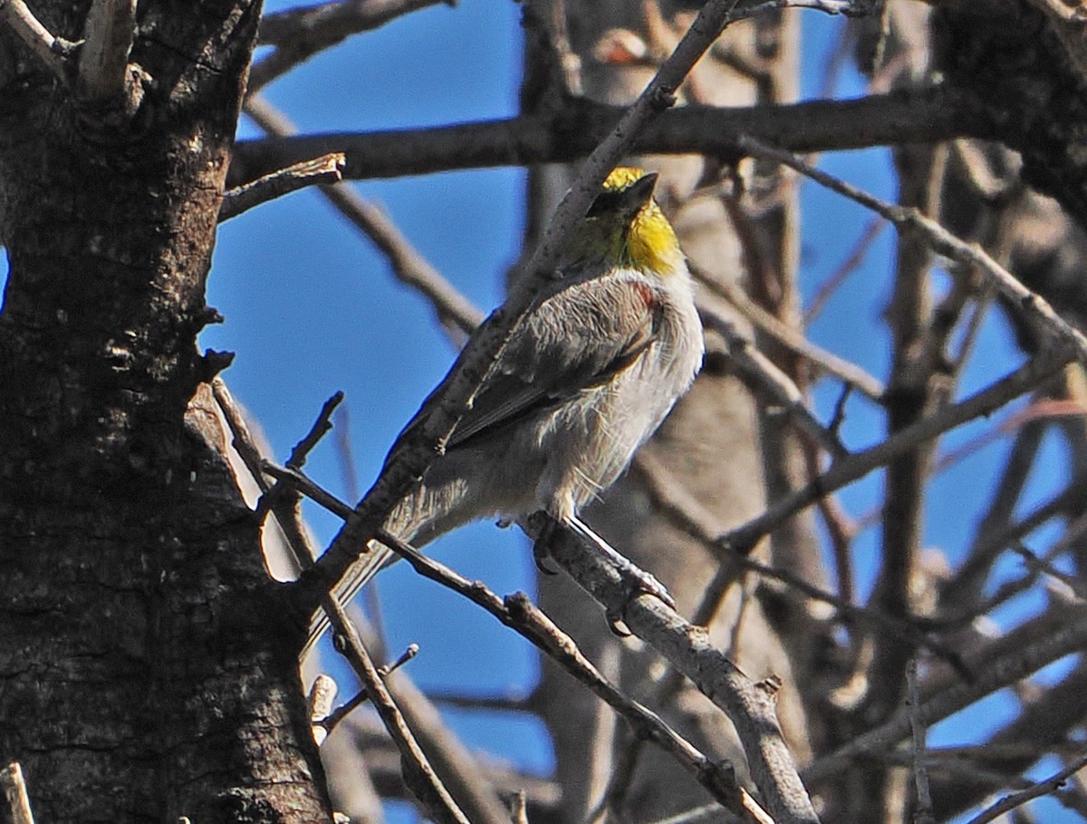 Auripare verdin - ML642838588