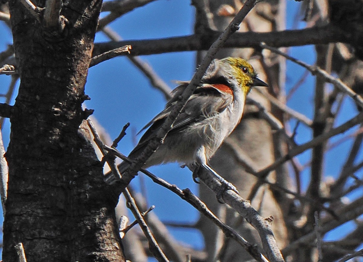 Auripare verdin - ML642838589