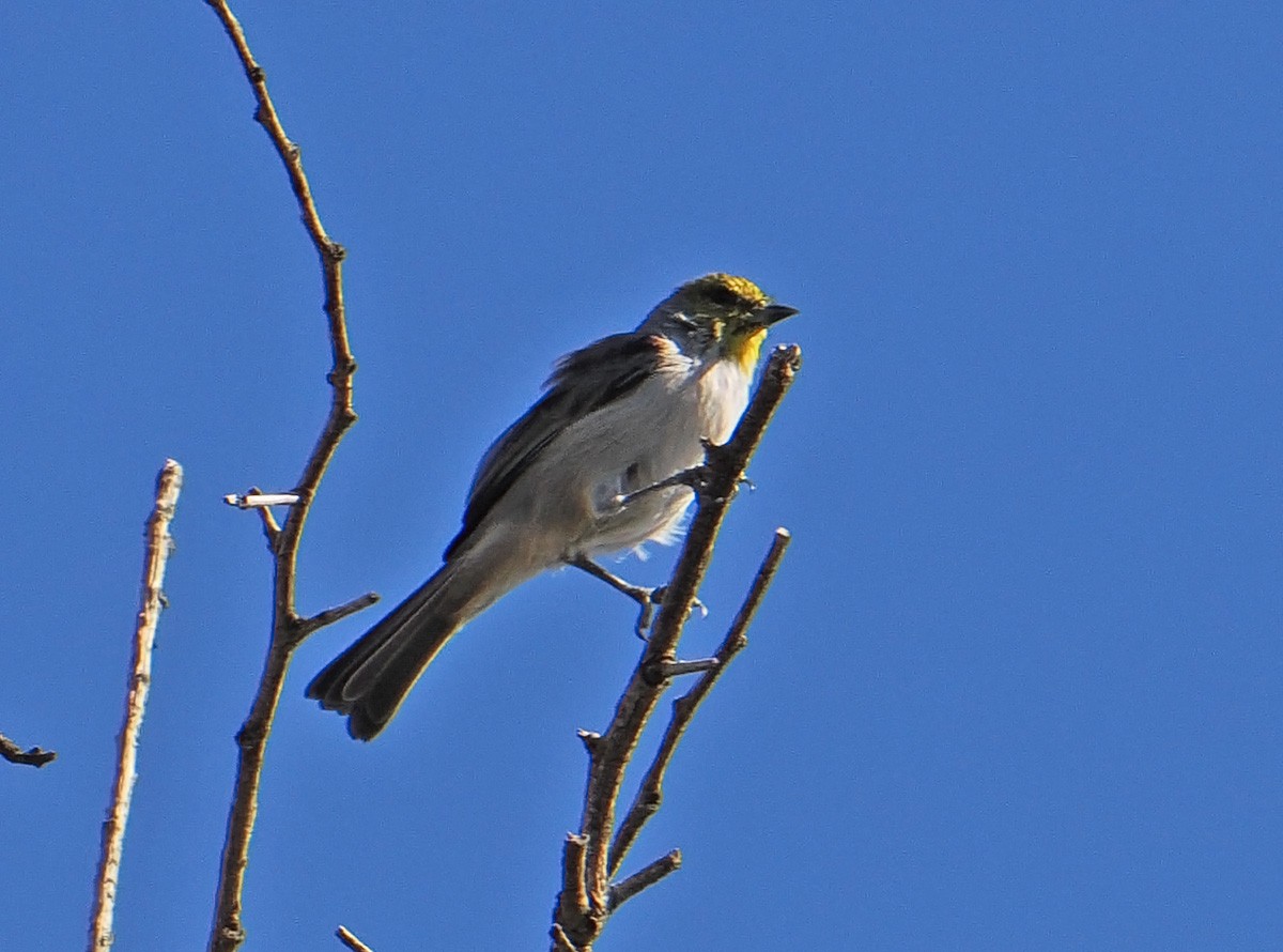 Auripare verdin - ML642838590