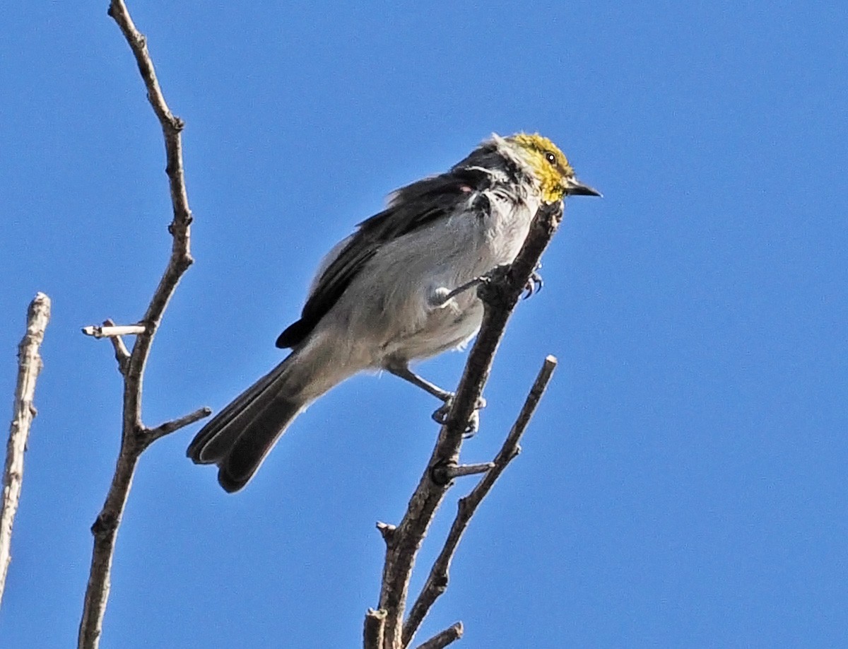 Auripare verdin - ML642838591