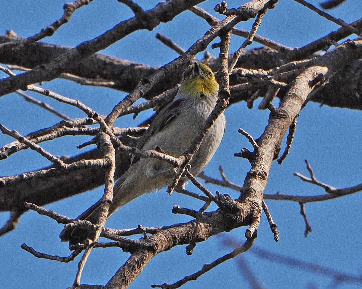 Auripare verdin - ML642838592