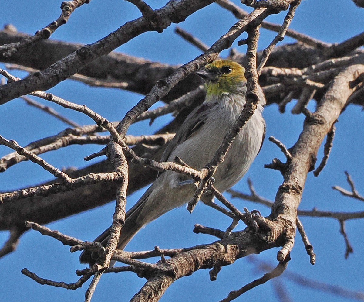 Auripare verdin - ML642838594