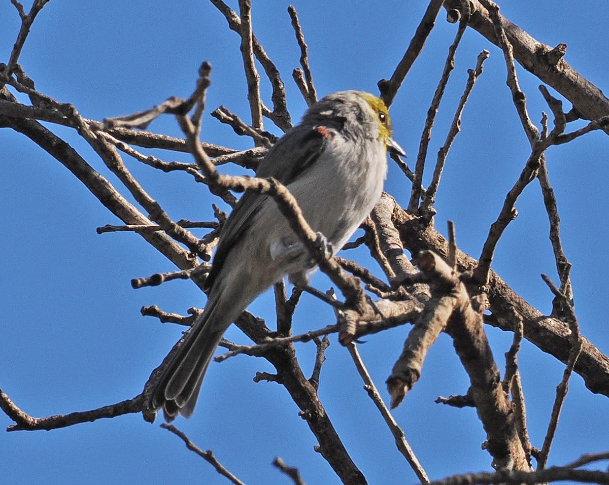 Auripare verdin - ML642838595