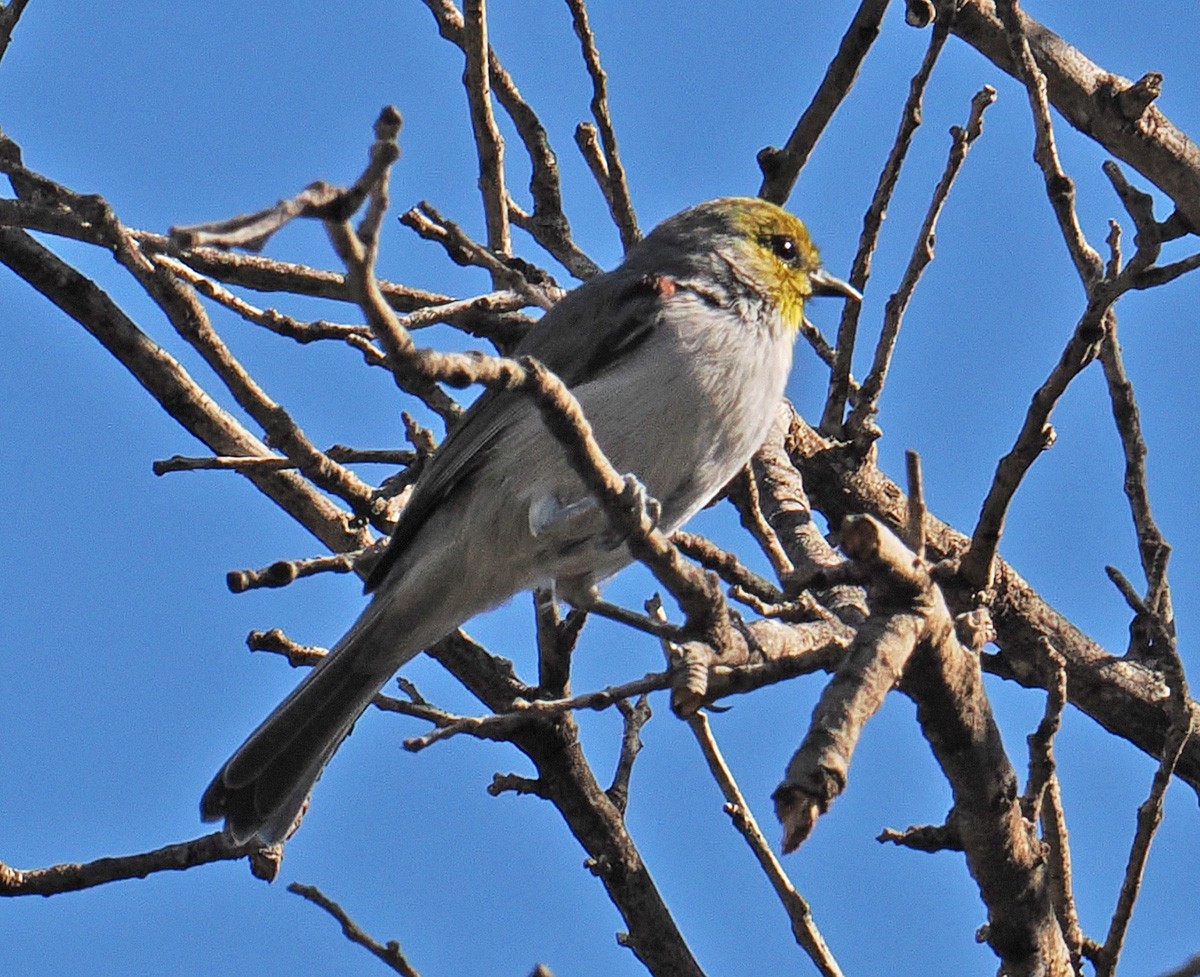 Auripare verdin - ML642838596