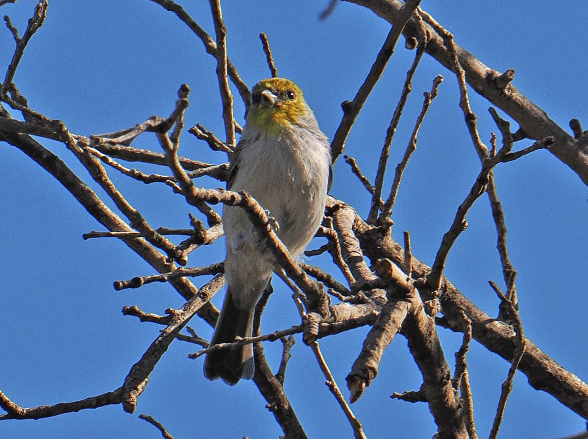 Auripare verdin - ML642838597