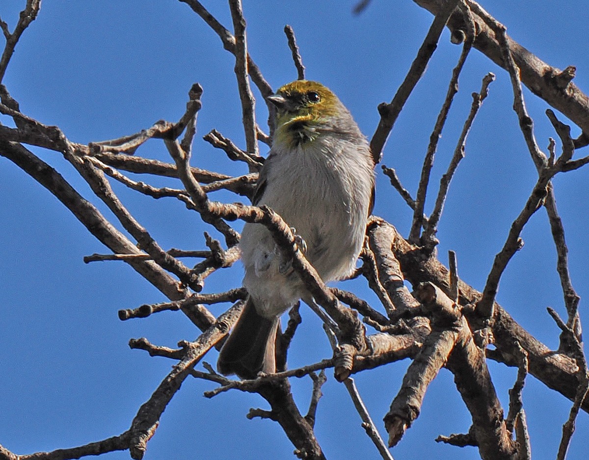 Auripare verdin - ML642838598