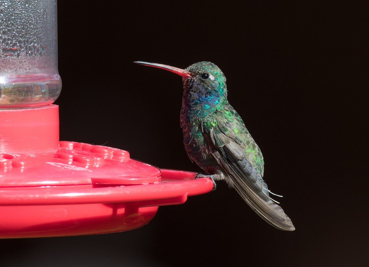 Broad-billed Hummingbird - ML642838599