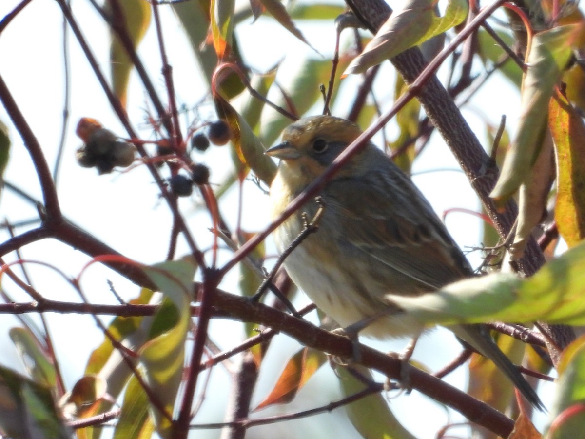 Nelson's Sparrow (Interior) - ML642838600