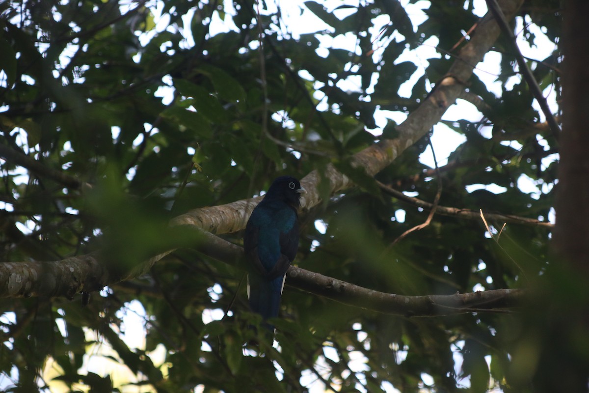 Green-backed Trogon - ML642838603