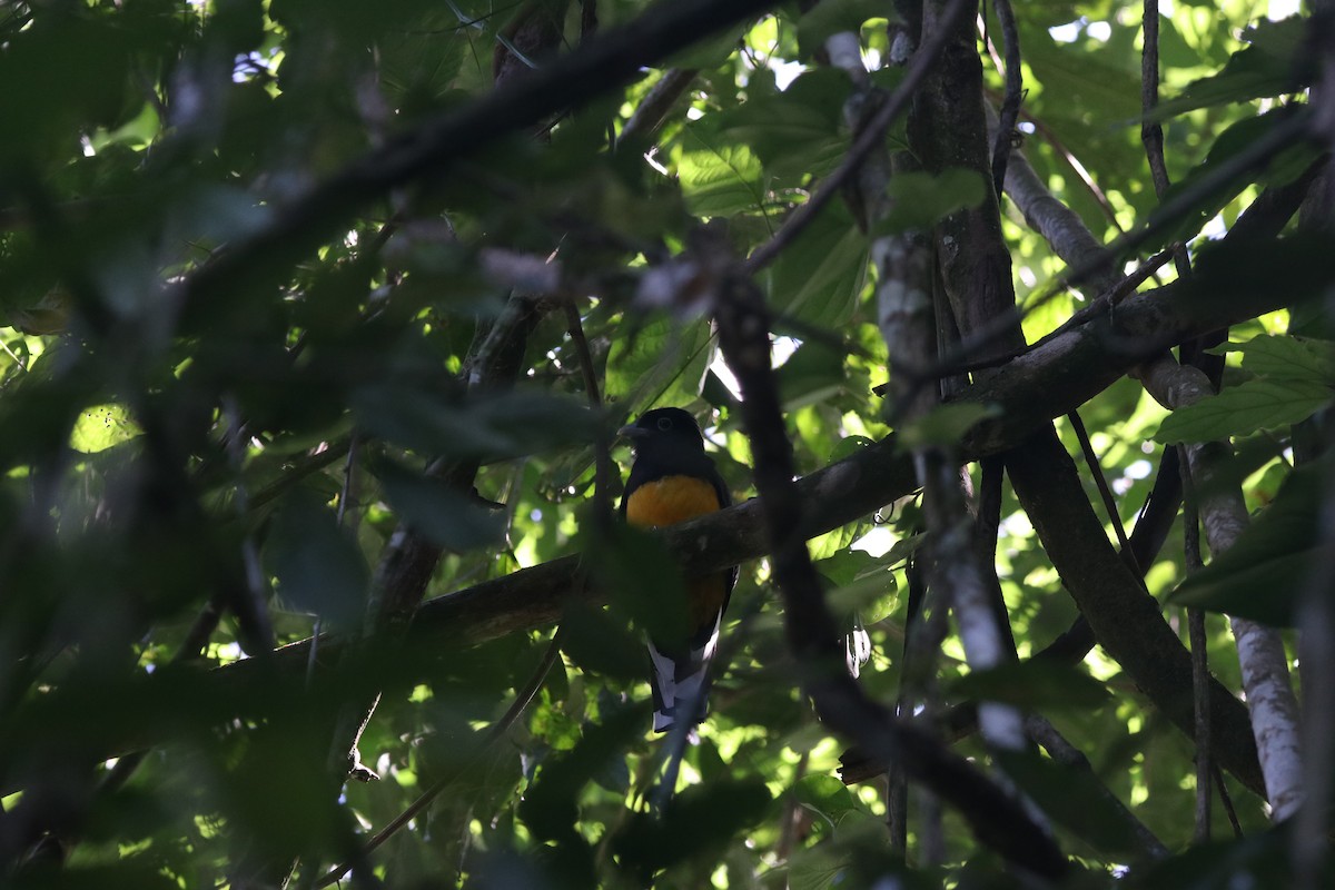 Green-backed Trogon - ML642838604
