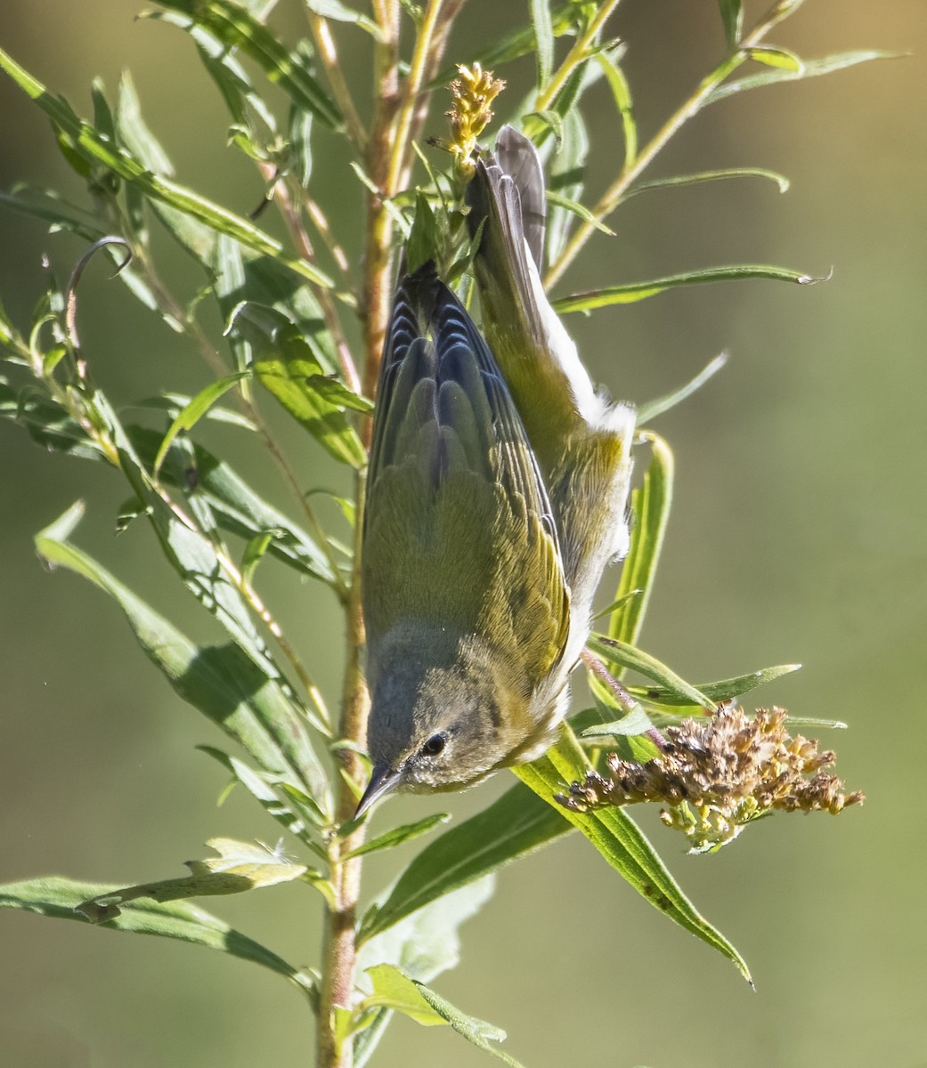 Tennessee Warbler - ML642838630