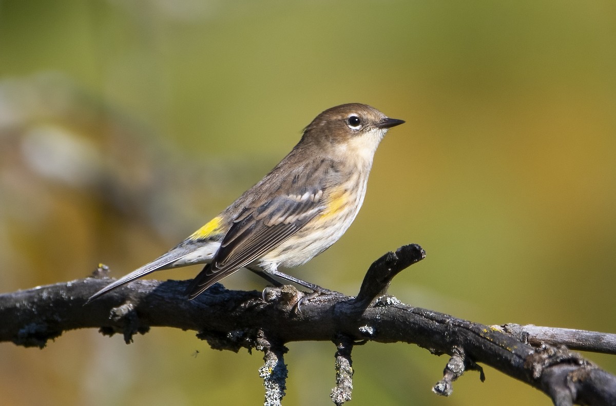 Yellow-rumped Warbler - ML642838639