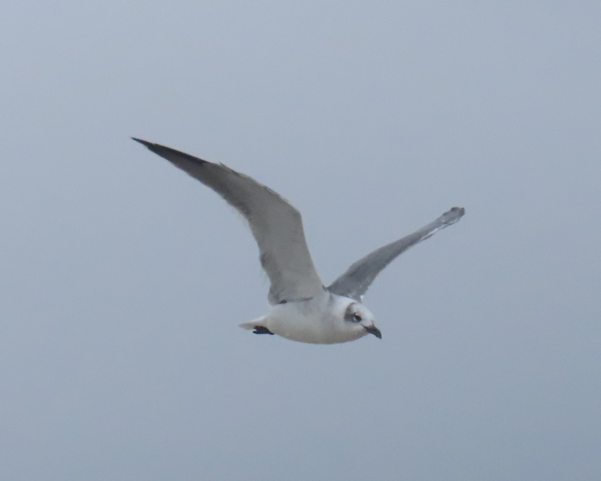 Laughing Gull - ML642838640