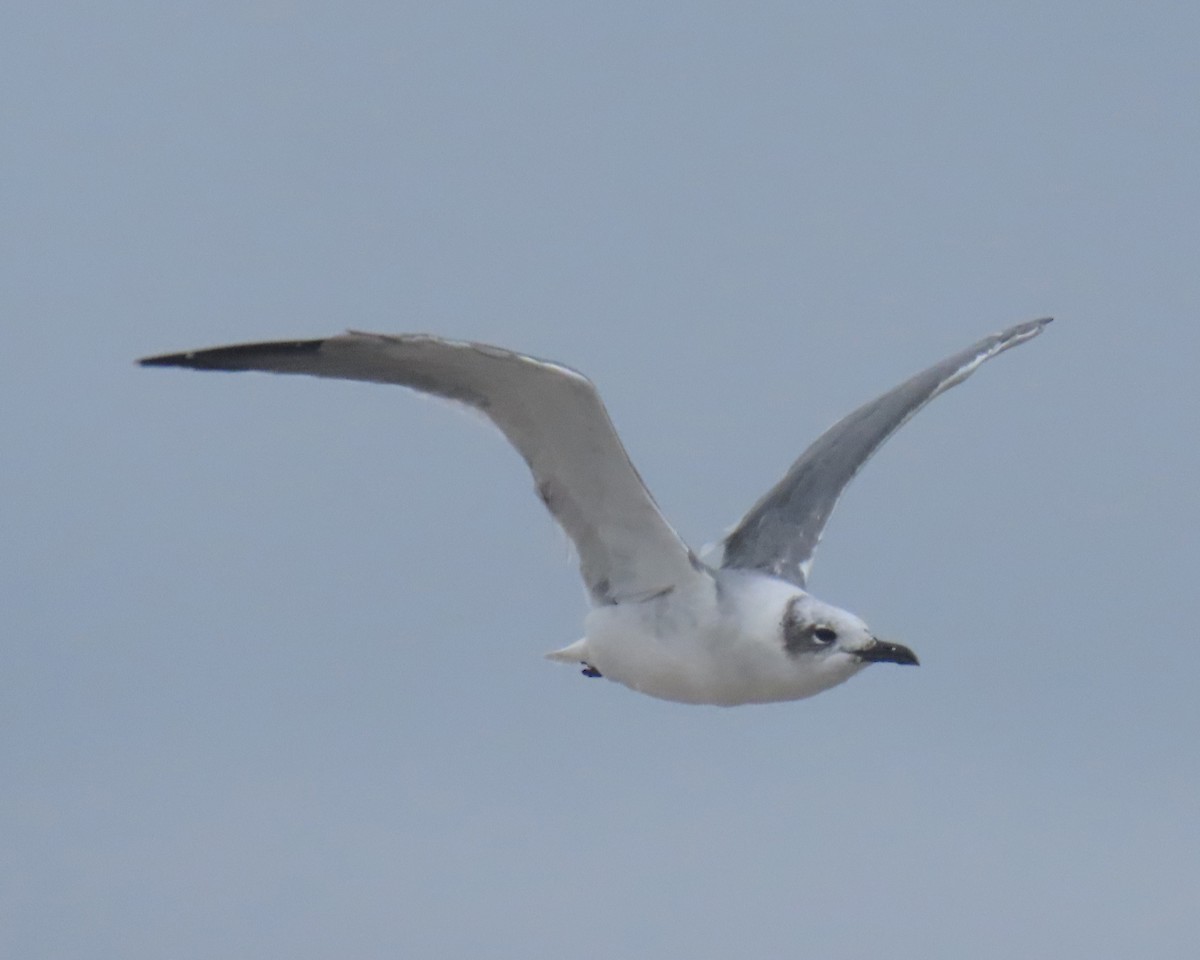 Laughing Gull - ML642838641